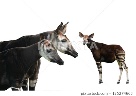 portrait okapi isolated on white background 125274663