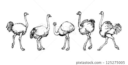 Vector drawing. Ostrich in the steppe 125275005