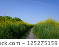 強姦花路 125275159