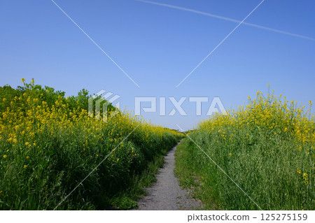 Rape flower road 125275159