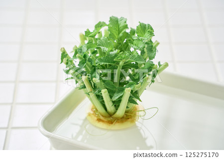 Radish leaves grown in water 125275170