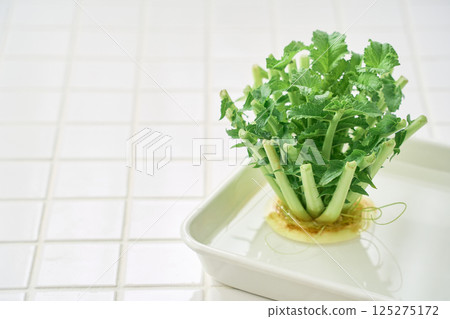 Radish leaves grown in water 125275172