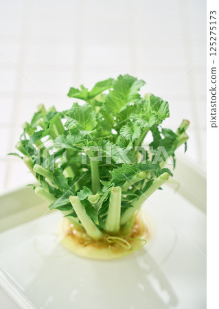 水耕蘿蔔葉 125275173