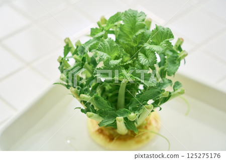 Radish leaves grown in water 125275176
