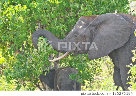 喬貝國家公園的大象媽媽寶寶 喬貝國家公園的大象媽媽寶寶 125275194