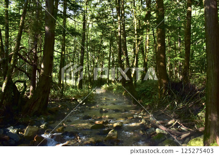 Matsumoto City, Nagano Prefecture Kamikochi scenery Azusa River right bank road mountain stream 125275403
