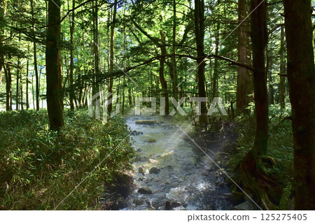 Matsumoto City, Nagano Prefecture Kamikochi scenery Azusa River right bank road mountain stream Matsumoto City, Nagano Prefecture Kamikochi scenery Azusa River right bank road mountain stream 125275405