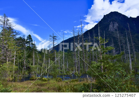 長野縣松本市上高地風景：岳澤沼澤和六百山 125275407