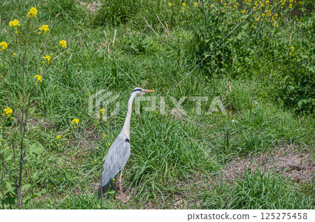 Grey Heron, Kamogawa River, Kyoto City 125275458