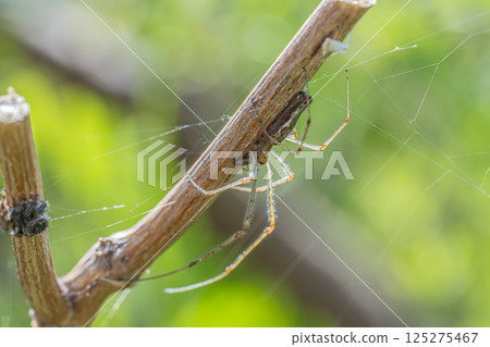 A long-legged spider hiding among the stems of dead grass A long-legged spider hiding among the stems of dead grass 125275467