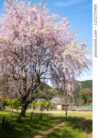 就像天堂一樣 125275469