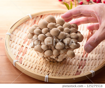 離褶傘 125275518