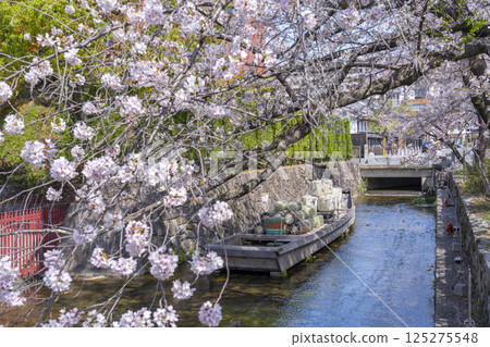 The remains of Takasegawa Ichinofunauri surrounded by cherry blossoms The remains of Takasegawa Ichinofunauri surrounded by cherry blossoms 125275548