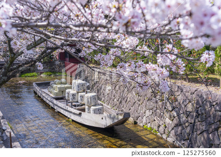 櫻花環繞的高瀨川一船乘遺跡 125275560