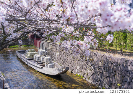櫻花環繞的高瀨川一船乘遺跡 125275561
