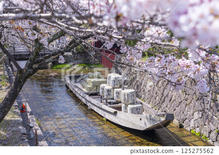 櫻花環繞的高瀨川一船乘遺跡 125275562