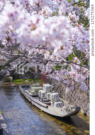 櫻花環繞的高瀨川一船乘遺跡 櫻花環繞的高瀨川一船乘遺跡 125275564