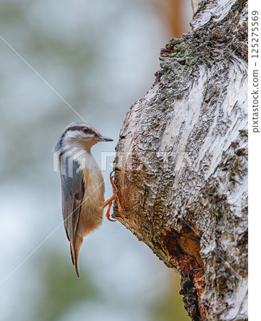 Eurasian nuthatch - Sitta europaea on a tree Eurasian nuthatch - Sitta europaea on a tree 125275569