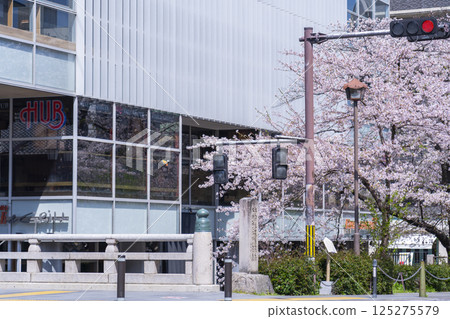 春天的高瀨川、櫻花、三條街 春天的高瀨川、櫻花、三條街 125275579