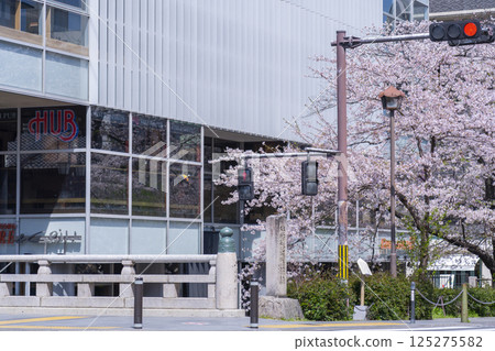 春天的高瀨川、櫻花、三條街 春天的高瀨川、櫻花、三條街 125275582