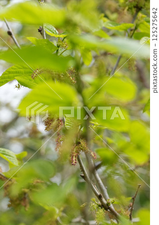 Mulberry buds Mulberry buds 125275642