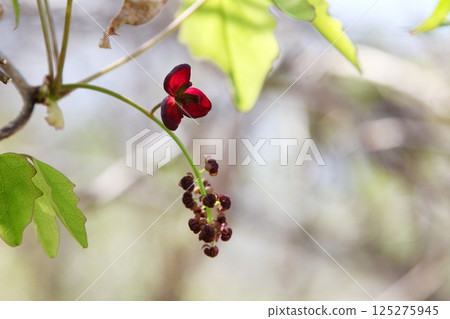 阿克比花 125275945
