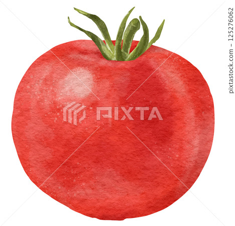 Realistic red tomato illustration 125276062