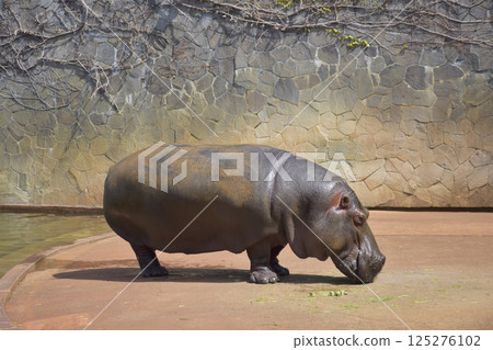 Pygmy hippopotamus at Higashiyama Zoo 125276102