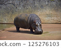 東山動物園的侏儒河馬 125276103