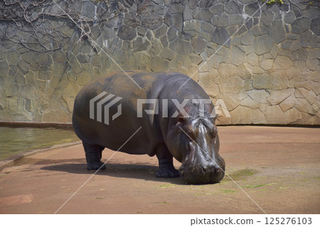 Pygmy hippopotamus at Higashiyama Zoo 125276103
