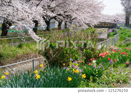 鬱金香和櫻花 125276250