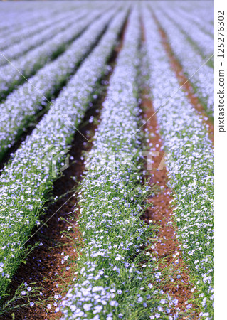 Tobetsu Town, Hokkaido: Flax fields covered in clear blue flowers [July] 125276302