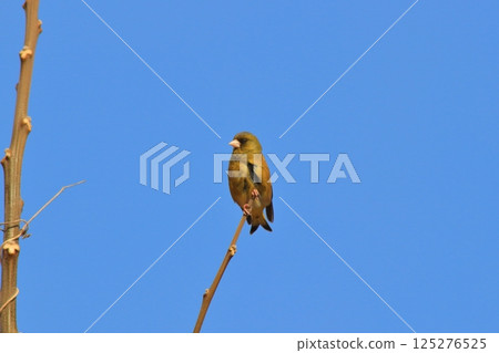 A greenfinch basking in the sunlight A greenfinch basking in the sunlight 125276525