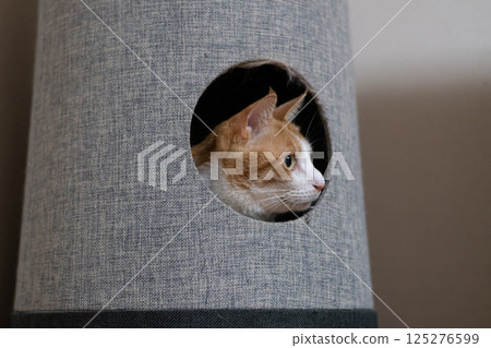 一隻貓從貓塔里探出頭 棕虎白 一隻貓從貓塔里探出頭 棕虎白 125276599