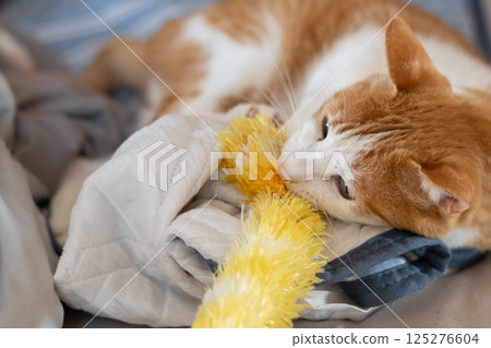 A cat playing with a toy Brown tiger white 125276604