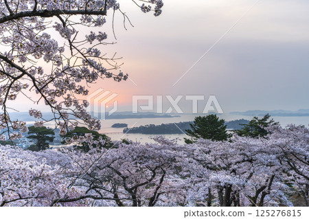宮城縣松島町清晨從西行織小松公園看到的櫻花和松島灣 125276815