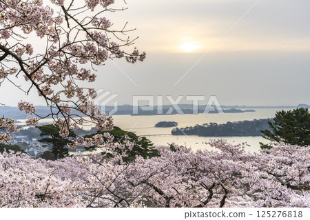 宮城縣松島町清晨從西行織小松公園看到的櫻花和松島灣 宮城縣松島町清晨從西行織小松公園看到的櫻花和松島灣 125276818
