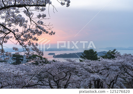 宮城縣松島町清晨從西行織小松公園看到的櫻花和松島灣 125276820