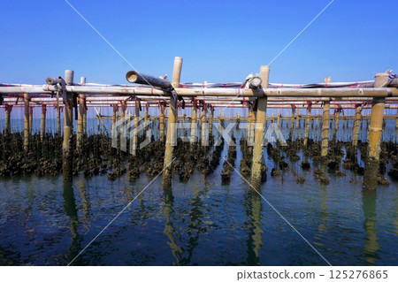 oysters farm in the sea 125276865
