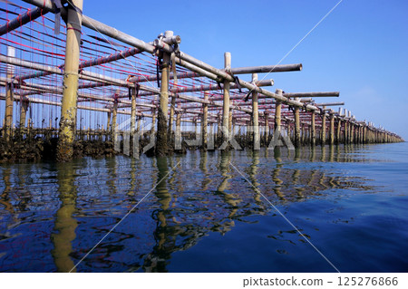 oysters farm in the sea oysters farm in the sea 125276866