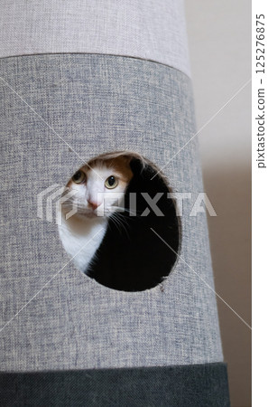A cat sticking its head out of the cat tower Brown tiger white A cat sticking its head out of the cat tower Brown tiger white 125276875