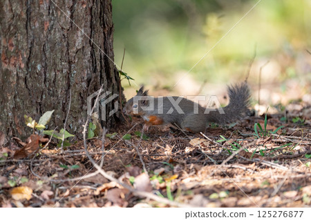 Cute Japanese squirrel 125276877