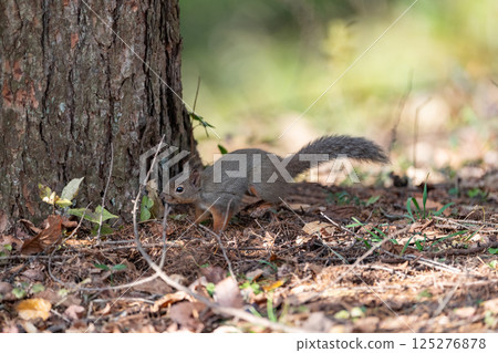 可愛的日本松鼠 125276878