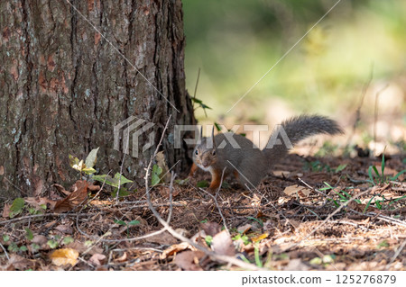Cute Japanese squirrel 125276879