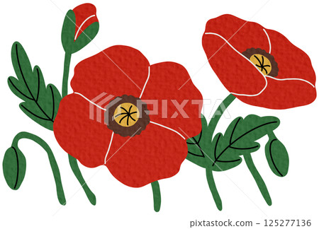 Red poppy flowers. Beautiful blooms growing. British floral plant. Delicate. blossoms on white background. Red poppy flowers. Beautiful blooms growing. British floral plant. Delicate. blossoms on white background. 125277136