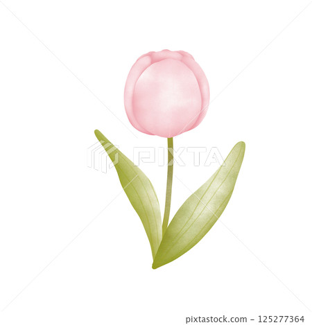 Tulip Tulip 125277364