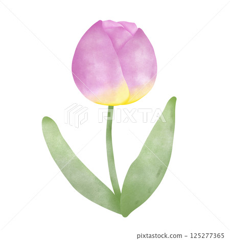 Tulip Tulip 125277365