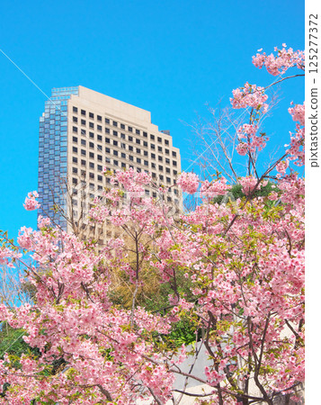 Kawazu cherry blossoms in full bloom and Shiroyama Trust Tower (March 2025) 125277372