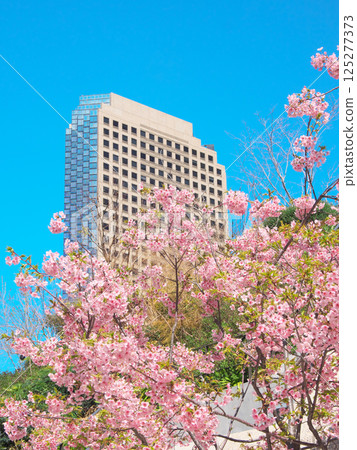 Kawazu cherry blossoms in full bloom and Shiroyama Trust Tower (March 2025) 125277373
