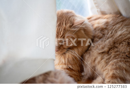睡在窗邊的貓茶虎斑貓 125277383